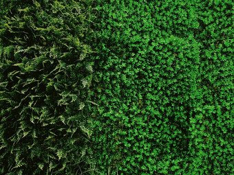 绿色墙花园自然背景新鲜的叶子树叶自然backgdrop景观设计