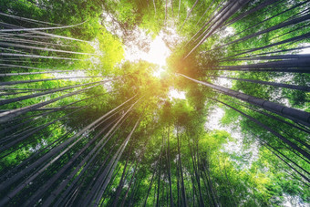岚山竹子森林著名的的地方《京都议定书》日本