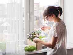 女人浇水室内植物在窗台上日益增长的可食用的有机罗勒芝麻菜microgreen卷心菜健康的营养园艺首页