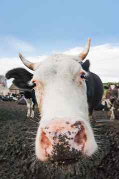 关闭肖像好奇的牛群牛公牛队乳制品农场动物放牧围场动物畜牧业农村