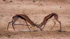 跳羚卡加拉加迪在国外做的公园南非洲