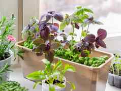 塑料盒子芝麻菜罗勒幼苗日益增长的可食用的有机草本植物microgreen卷心菜健康的营养园艺窗口窗台上首页