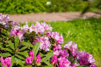 布什精致的生动的粉红色的花杜鹃花杜鹃植物阳光明媚的春天花园日本粉红色的杜鹃花花完整的布鲁姆季节开花杜鹃花植物花园
