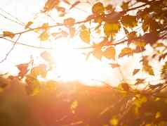 桦木树叶子秋天背景橙色日落秋天季节