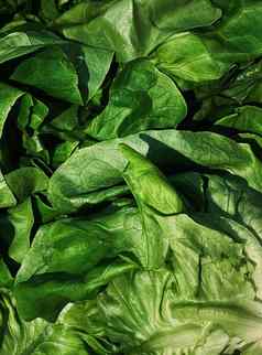 绿色沙拉健康的有机食物背景新鲜的蔬菜农民市场饮食农业