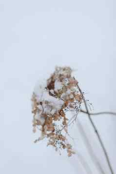 美丽的风景优美的雪冬天背景神奇的冷淡的户外冬天模式