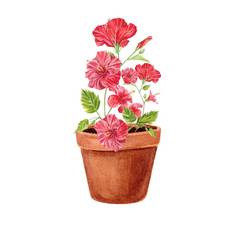 红色的芙蓉花突出显示白色背景水彩热带花现实的色彩斑斓的花束芙蓉植物学异国情调的热带花对象海报明信片设计