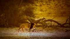 非洲狮子卡加拉加迪在国外做的公园南非洲