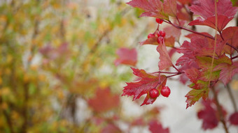 红色的秋天guelder玫瑰叶子野生荚莲属的植物浆果秋天叶多雨的森林