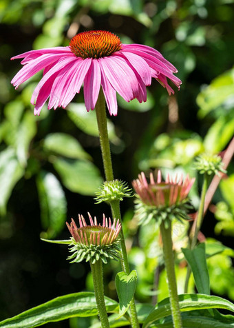 松果菊紫锥菊紫竹