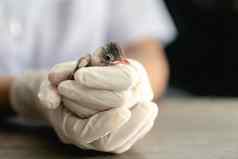 关闭兽医手外科手术手套持有小鸟攻击受伤的猫