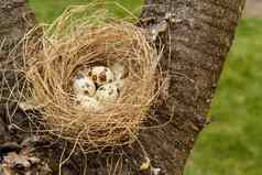 巢鹌鹑鸡蛋树木