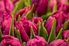 特写镜头紫色的郁金香花商店花束花出售