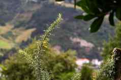 绿色植物雨黄色的盛开的针金雀花安格利卡蚕豆科灌木的开花植物