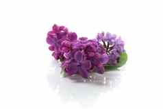 小花束美丽的春天淡紫色黑暗紫色的颜色