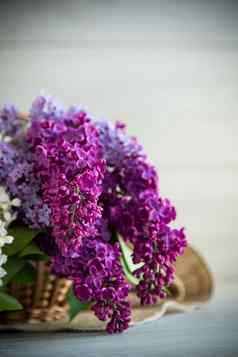 花束美丽的春天紫丁香黑暗紫色的颜色