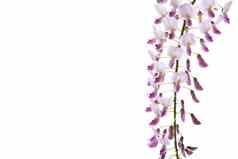 分支美丽的春天盛开的紫藤孤立的白色