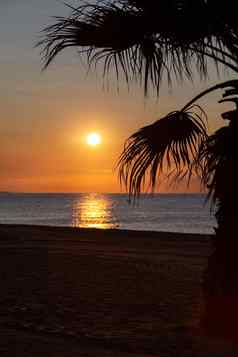 太阳不断上升的海棕榈树前景