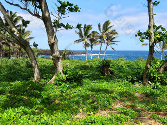 郁郁葱葱的植被棕榈树<strong>成长</strong>海洋怀阿纳帕纳帕状态公园刘荷娜夏威夷
