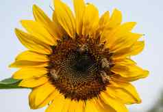特写镜头向日葵黄色的花头蜂蜜蜜蜂