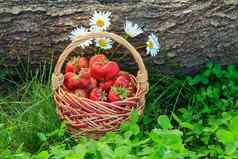 完整的篮子新鲜的选红色的成熟的草莓