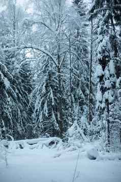 冬天森林吃了雪自然景观降雪