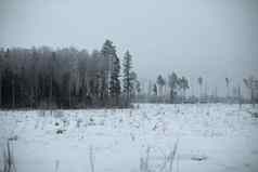 冬天景观森林砍伐冬天场雪剩下的树