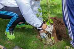 园丁种植树园丁铲挖掘洞幼苗工作花园植物树土壤植树造林