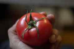 番茄手新鲜的蔬菜早餐健康的食物