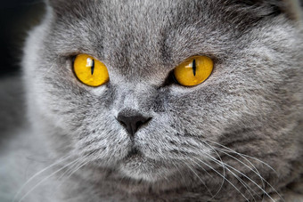 特写镜头照片灰色<strong>的猫的</strong>头<strong>黄色的</strong>橙色眼睛模糊背景