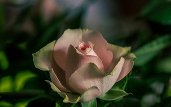 粉红色的<strong>玫瑰</strong>开花植物春天