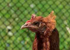 农场棕色（的）鸡头肖像图片