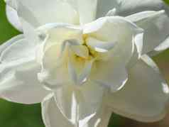 白色颜色花植物水仙花