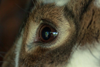 棕色（的）毛茸茸的农场动物<strong>兔子眼睛</strong>