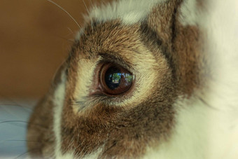 棕色（的）毛茸茸的农场动物兔子眼睛