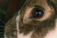毛茸茸的农场动物兔子男孩眼睛