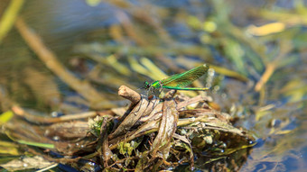 绿色蜻蜓洗河树