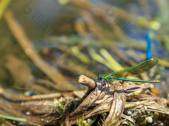 绿色<strong>蜻蜓</strong>洗河树