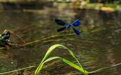 蓝色的蜻蜓昆虫飞行草