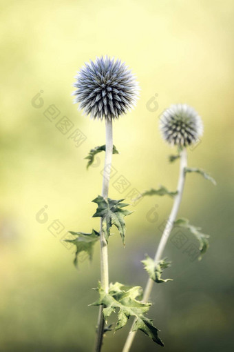 Eryngium<strong>扁平</strong>年Eryngium<strong>扁平</strong>药用植物背景绿色<strong>黄色</strong>的模糊草