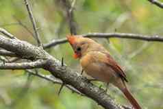 特写镜头野生动物鸟照片成人女北部红衣主教栖息树分支森林中西部