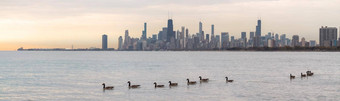 全景群加拿大鹅游泳前面芝加哥天际线日出秋天