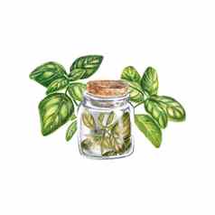 罗勒绿色Jar白色背景干罗勒调味料菜水彩插图普罗旺斯的草本植物教堂合适的明信片菜单设计现实的植物