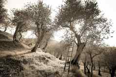 古老的橄榄树晕过去农村