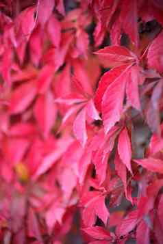 壁纸红色的叶子攀爬植物