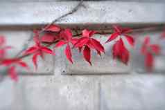 焦点叶子红色的攀爬植物秋天