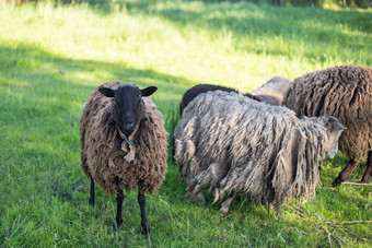 年轻的羊羔挤妈妈。牧场成人羊直之前年轻的羊羔吃草与成人婴儿栅栏吃草