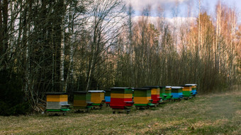 色彩斑斓的蜜蜂房子创建蜂蜜