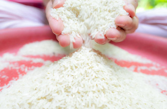 女人手持有大米下降手红色的塑料托盘生干大米未煮过的磨碎的白色大米天课慈善机构概念有机麦片粮食主食食物世界收益率大米概念