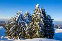 仙女冬天树雪冬季美丽的冬天景观雪